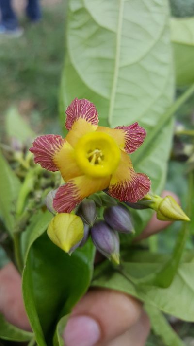 Prestonia portobellensis, photographed by Leonardo O. Alvarado Cárdenas