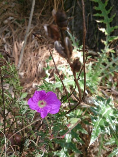 Geranium potentillifolium, photographed by Leonardo O. Alvarado Cárdenas