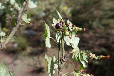 Ribes ciliatum, photographed by Leonardo O. Alvarado Cárdenas
