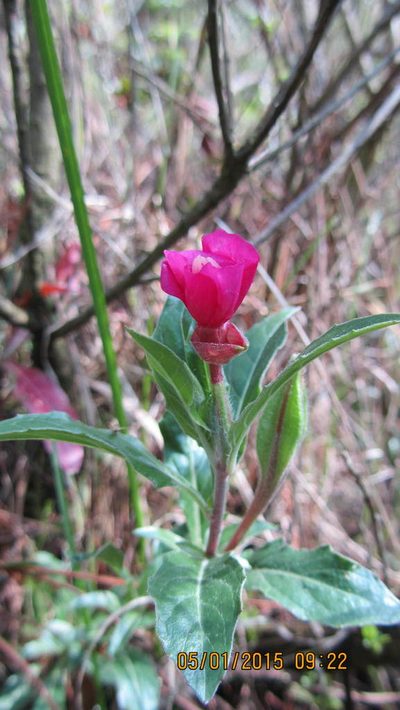 Oenothera deserticola, photographed by Leonardo O. Alvarado Cárdenas