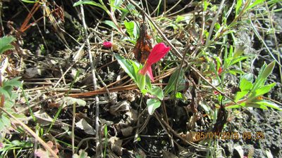 Oenothera deserticola, photographed by Leonardo O. Alvarado Cárdenas