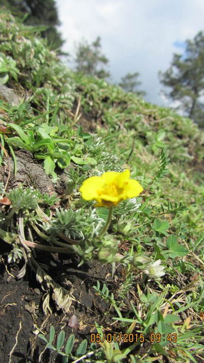 Potentilla candicans, photographed by Leonardo O. Alvarado Cárdenas
