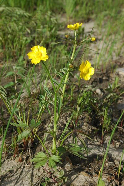 Ranunculus turneri, photographed by Syd Cannings