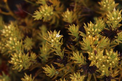 Thesium capitatum, photographed by Tony Rebelo