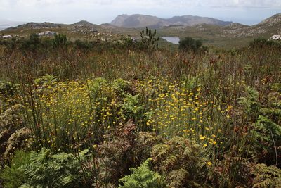 Helichrysum odoratissimum, photographed by Tony Rebelo