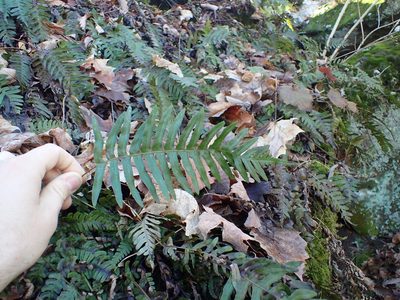 Polypodium appalachianum, photographed by John Abrams