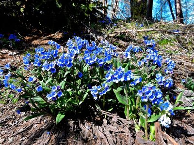 Pulmonaria australis, photographed by Karsten Rohweder