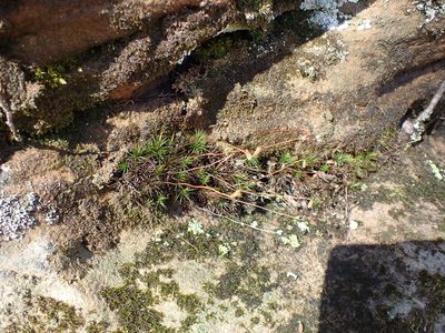 Polytrichum ohioense, photographed by John Abrams