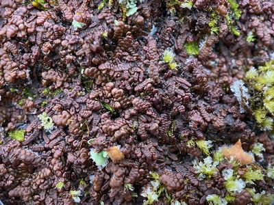 Frullania tamarisci, photographed by Andrew Melton