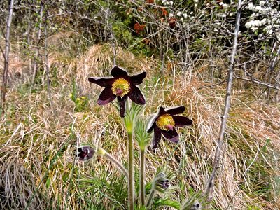 Pulsatilla montana, photographed by Karsten Rohweder