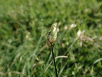 Abildgaardia ovata, photographed by Daniel Cahen
