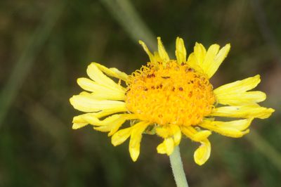 Gaillardia megapotamica, photographed by aacocucci