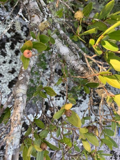 Sebastiania ramosissima, photographed by Florencia Grattarola