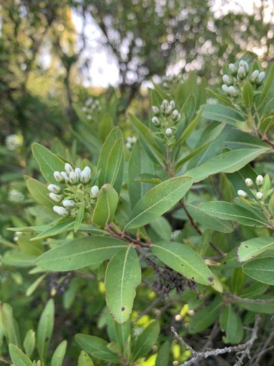 Escallonia bifida, photographed by Florencia Grattarola