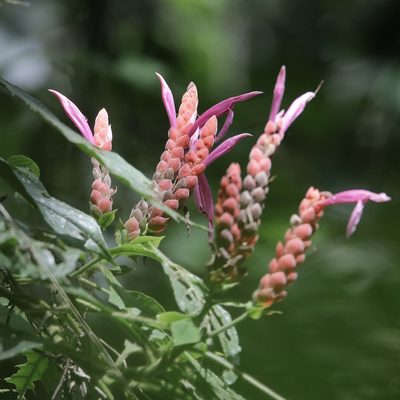 Aphelandra sinclairiana, photographed by Aitor