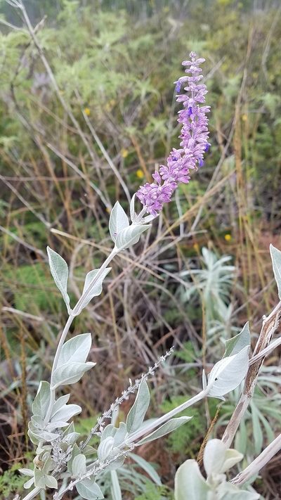 Salvia selleana, photographed by Yolanda M. Leon