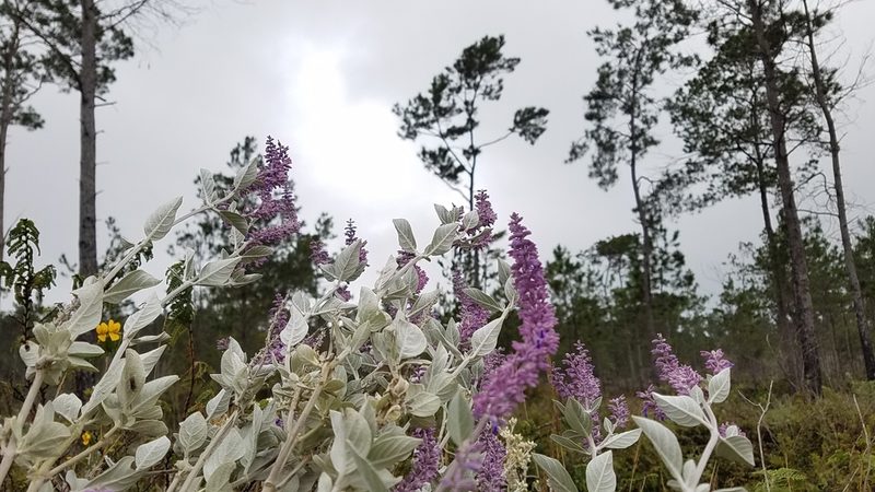 Salvia selleana, photographed by Yolanda M. Leon