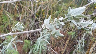 Salvia selleana, photographed by Yolanda M. Leon
