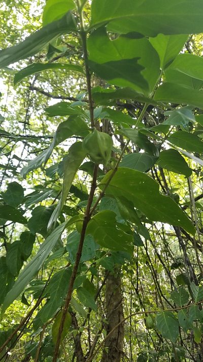Cubanola domingensis, photographed by Yolanda M. Leon
