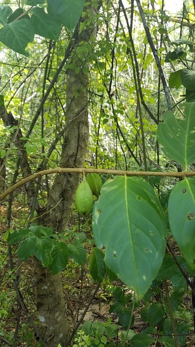 Cubanola domingensis, photographed by Yolanda M. Leon