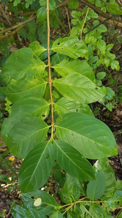 Cubanola domingensis, photographed by Yolanda M. Leon