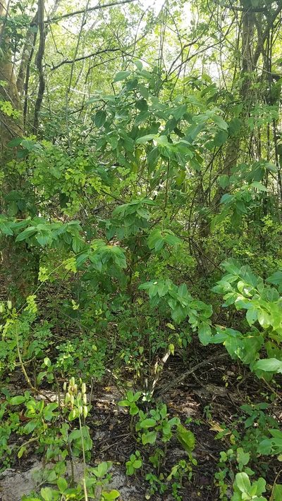 Cubanola domingensis, photographed by Yolanda M. Leon