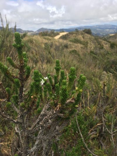 Aragoa abietina, photographed by margaritarestrepou