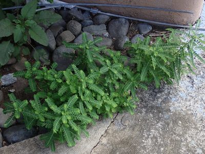 Phyllanthus amarus, photographed by Daniel Cahen