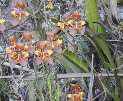 Cyrtochilum tetracopis, photographed by Laura Gaudette