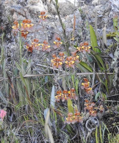 Cyrtochilum tetracopis, photographed by Laura Gaudette