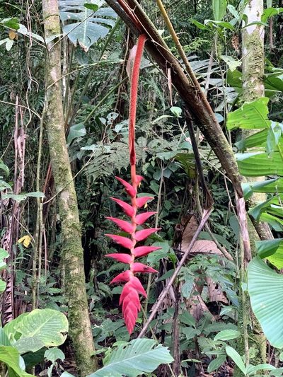 Heliconia ramonensis, photographed by Diane Shaw