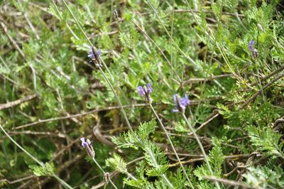 Lavandula multifida, photographed by M Rutherford