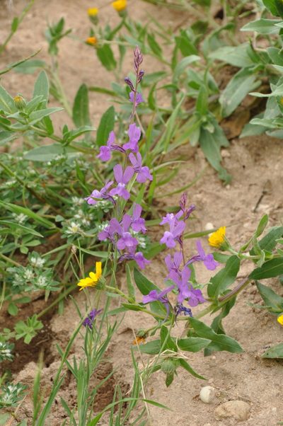 Linaria bipartita, photographed by M Rutherford