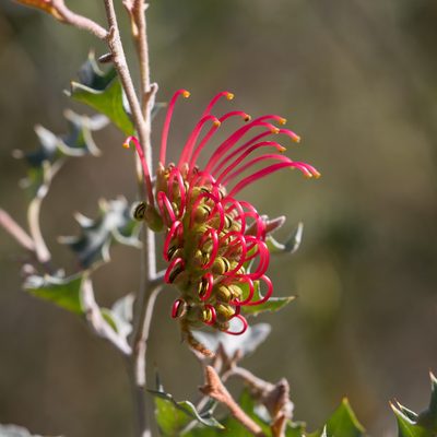 Grevillea aquifolium, photographed by Kym Nicolson