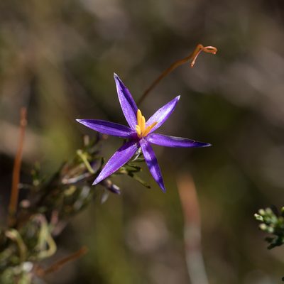 Calectasia intermedia, photographed by Kym Nicolson