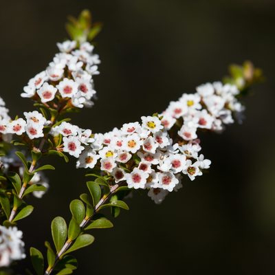 Thryptomene calycina, photographed by Kym Nicolson
