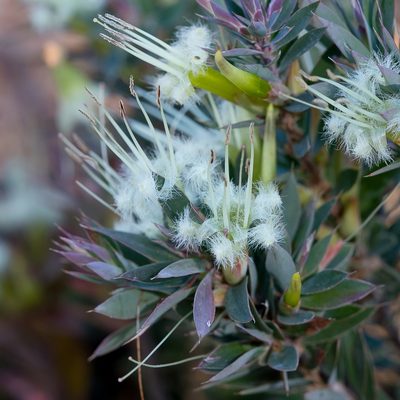 Styphelia adscendens, photographed by Kym Nicolson