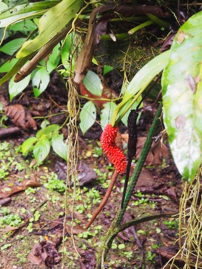 Anthurium upalaense, photographed by Lena Struwe