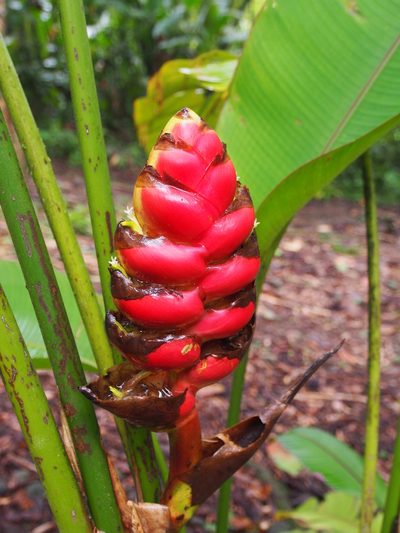 Heliconia imbricata, photographed by Lena Struwe