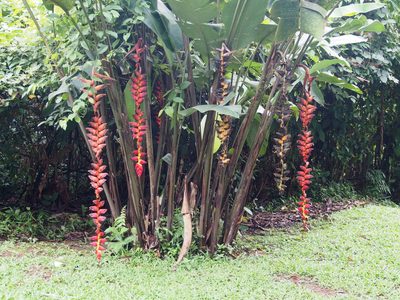 Heliconia pogonantha, photographed by Lena Struwe