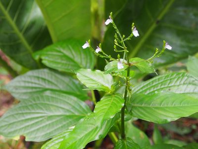 Dianthera comata, photographed by Lena Struwe