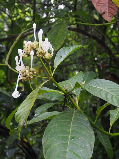 Palicourea tetragona, photographed by Lena Struwe