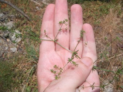 Galium divaricatum, photographed by Stephen Thorpe