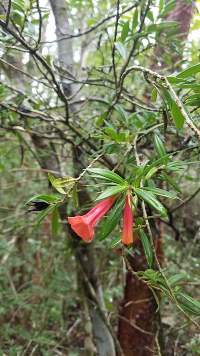 Isidorea pungens, photographed by Yolanda M. Leon