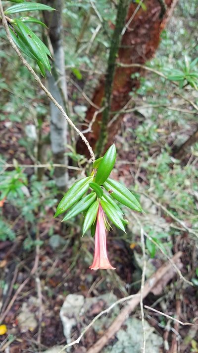 Isidorea pungens, photographed by Yolanda M. Leon