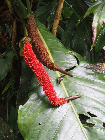 Anthurium upalaense, photographed by Lena Struwe