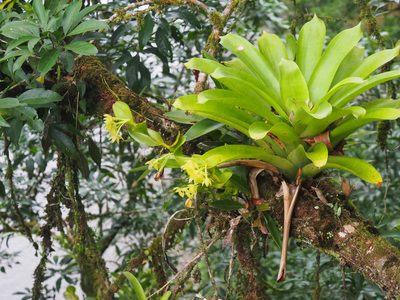 Epidendrum hunterianum, photographed by Lena Struwe