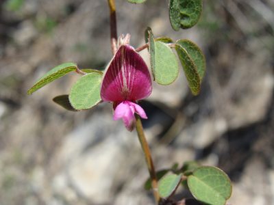 Nanogalactia brachystachys, photographed by Alexis López Hernández
