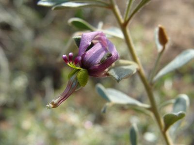 Krameria cytisoides, photographed by Alexis López Hernández