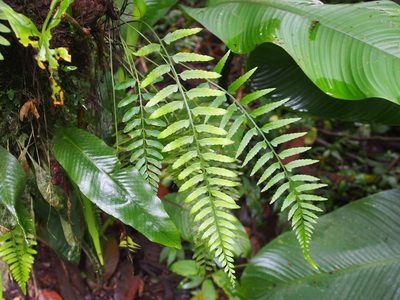 Asplenium auritum, photographed by Lena Struwe